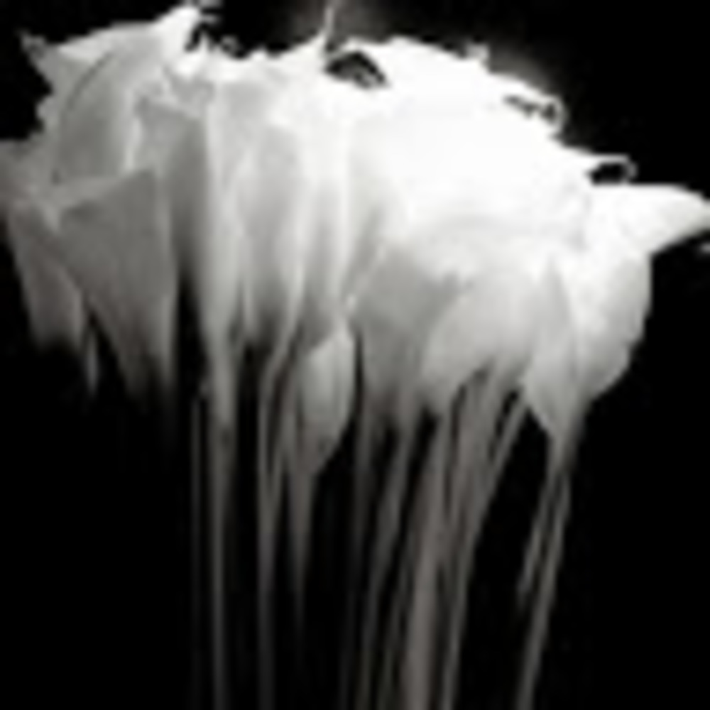 Meet your Posher, Siitoho